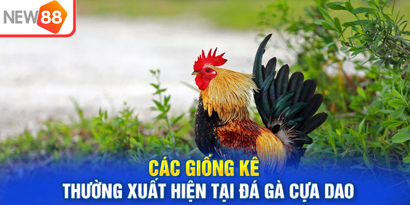 Các giống kê thường xuất hiện tại đá gà cựa dao